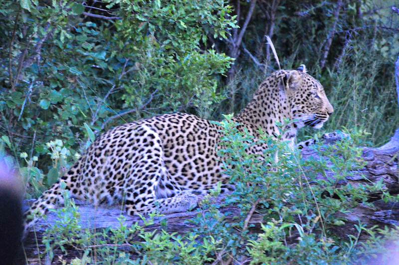 Melanie Heinrich - travel images - Lion Sands Private game reserver Hazyview